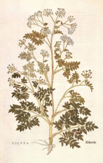 Spotted hemlock, Conium maculatum, Cicuta, coloured illustration by Leonhart Fuchs, (1542), from De