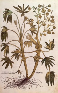 Stinking hellebore, Helleborus foetidus, Helleborus niger adulterinus sylvestris, coloured