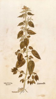 Stinging nettle, stinging nettle, Urtica dioica, Urtica major, coloured illustration by Leonhart