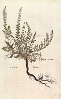 Heather, Erica, Calluna vulgaris, Erice, coloured illustration by Leonhart Fuchs, (1542), from De