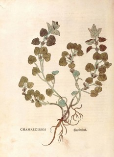 Gudermann, Glechoma hederacea, Chamaecissos, coloured illustration by Leonhart Fuchs, (1542), from