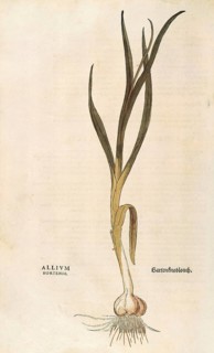 Garlic, Allium sativum, Allium hortense, coloured illustration by Leonhart Fuchs, (1542), from De