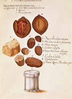 Nutmeg, from Descriptio Medicamento Confetionem, ca 1650, digital reproduction in authentic