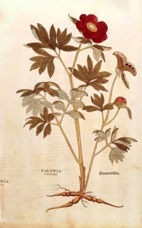 Peony, Paeonia officinalis, Paeonia foemina, coloured illustration by Leonhart Fuchs, (1542), from