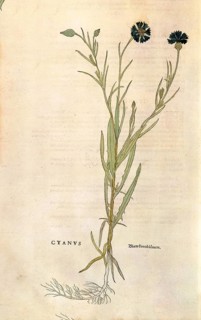 Cornflower, Centaurea cyanus, coloured illustration by Leonhart Fuchs, (1542), from De historia