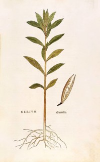 Oleander, Nerium oleander, coloured illustration by Leonhart Fuchs, (1542), from De historia