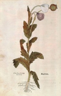 Poppy, opium poppy, Papaver somniferum, Papaver satiuum, coloured illustration by Leonhart Fuchs,