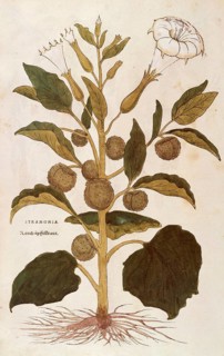 Jimson Weed, Datura stramonium, Stramonia, coloured illustration by Leonhart Fuchs, (1542), from De