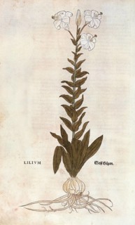 Lily, Lilium, coloured illustration by Leonhart Fuchs, (1542), from De historia stirpium