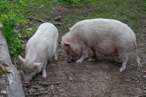 Göttingen minipigs (Sus scrofa domesticus), wildlife park, Bavaria, Germany