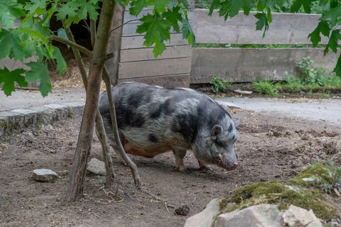 Pot-bellied pig (Sus scrofa domesticus), wildlife park, Bavaria, Germany