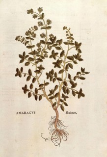 Marjoram, Origanum majorana, Amaracus, coloured illustration by Leonhart Fuchs, (1542), from De