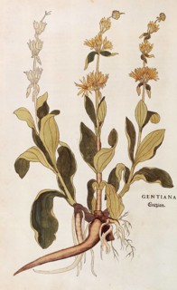 Great yellow gentian, Gentiana lutea, coloured illustration by Leonhart Fuchs, (1542), from De