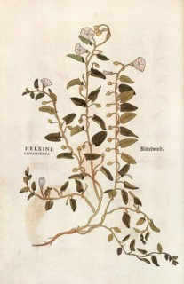 Field bindweed, Convolvulus arvensis, Helxine cissampelos, coloured illustration by Leonhart Fuchs,