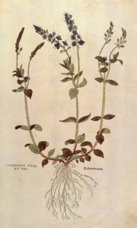 Speedwell, Veronica officinalis or Compact blue speedwell - Veronica allionii, Chamaedrys vulgaris