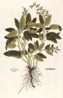 Sage, Salvia officinalis, Salvia maior, coloured illustration by Leonhart Fuchs, (1542), from De