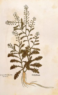 Shepherd's purse, Capsella bursa-pastoris, Pastoria bursa, coloured illustration by Leonhart Fuchs,