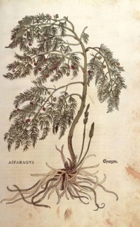Asparagus, Asparagus officinalis, coloured illustration by Leonhart Fuchs, (1542), from De historia