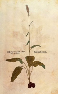 Serpentaria, Persicaria bistorta or Bistorta polygonum, Serpentaria mas seu bistorta, coloured
