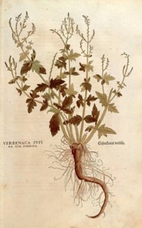 Verbena, Verbena officinalis, Verbenaca supina sive foemina, coloured illustration by Leonhart