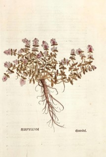 Thyme, Thymus serpyllum, coloured illustration by Leonhart Fuchs, (1542), from De historia stirpium