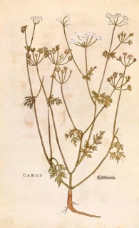 Caraway, Carum carvi, Caros, coloured illustration by Leonhart Fuchs, (1542), from De historia