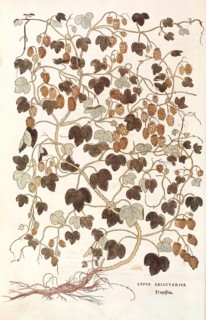 Hops, Humulus lupulus, Lupus salictarius, coloured illustration by Leonhart Fuchs, (1542), from De