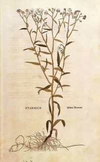 Marsh yarrow, Achillea ptarmica, Ptarmice, coloured illustration by Leonhart Fuchs, (1542), from De
