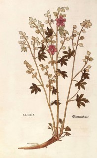 Althaea officinalis, Althaea, coloured illustration by Leonhart Fuchs, (1542), from De historia