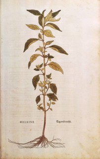Flaskraut, Parietaria officinalis, Helxine, coloured illustration by Leonhart Fuchs, (1542), from