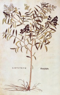 Common privet, Ligustrum vulgare, coloured illustration by Leonhart Fuchs, (1542), from De historia
