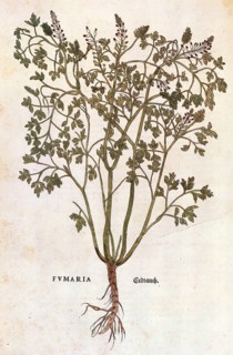 Ground ivy, Fumaria officinalis, coloured illustration by Leonhart Fuchs, (1542), from De historia
