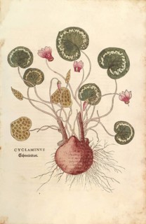 Cyclamen, Cyclaminus, coloured illustration by Leonhart Fuchs, (1542), from De historia stirpium