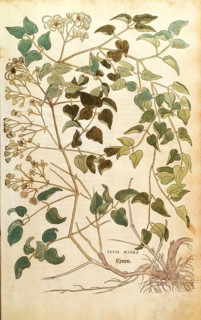 Clematis vitalba, Vitis nigra, coloured illustration by Leonhart Fuchs, (1542), from De historia
