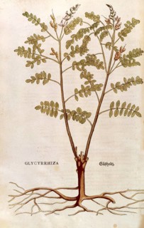 Genuine liquorice, Glycyrrhiza glabra, coloured illustration by Leonhart Fuchs, (1542), from De