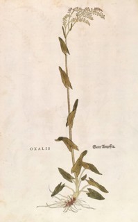 Sorrel, Rumex acetosa, Oxalis, coloured illustration by Leonhart Fuchs, (1542), from De historia