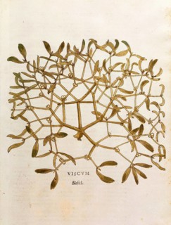 Mistletoe, Viscum album, coloured illustration by Leonhart Fuchs, (1542), from De historia stirpium