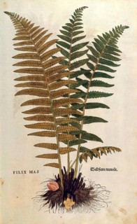 True worm fern, Dryopteris filix-mas, coloured illustration by Leonhart Fuchs, (1542), from De
