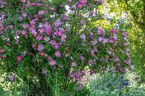Rose, pink shrub rose, North Rhine-Westphalia, Germany