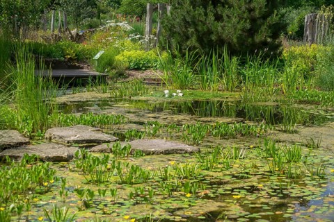 Pond with water lilies, district educational garden, Burgsteinfurt, Steinfurt, Münsterland, North