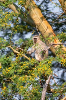 Southern vervet monkey (Chlorocebus pygerythrus) sitting in a flowering tree, eating yellow flowers