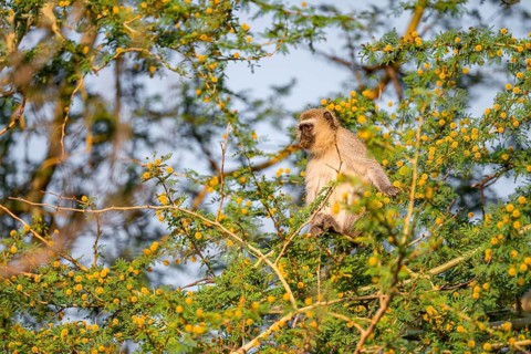 Southern vervet monkey (Chlorocebus pygerythrus) sitting in a flowering tree, eating yellow flowers