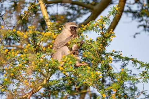 Southern vervet monkey (Chlorocebus pygerythrus) sitting in a flowering tree, eating yellow flowers