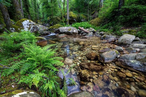 Stream, Parc Régional Naturel Corse, Corsica, France