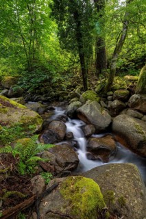 Stream, Parc Régional Naturel Corse, Corsica, France