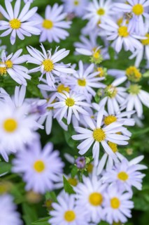 Nahaufnahme, Makro, Eingeschnittene Schönaster, auch japanische Scheinaster, Blue Star (Kalimeris