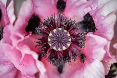 Nahaufnahme, Makro, Draufsicht, Türkischer, Orientalischer Mohn, Schlafmohn (Papaver orientale),