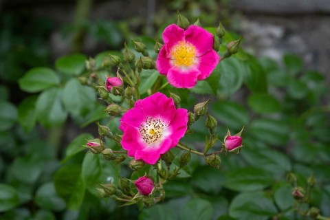 Nahaufnahme, Makro, Strauchrose, Wildrose, Minirose, Knospen uns offene Blüten, Deutschland