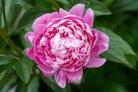 Nahaufnahme, Makro, Garten-Pfingstrose (Paeonia lactiflora), auch Chinesische Pfingstrose,