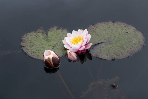 European white water lily (Nymphaea alba), Gelderland, Netherlands